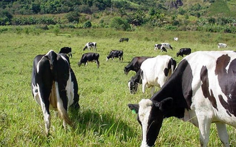 Altamira do Paraná realizará Seminário Municipal de Manejo Sanitário e da Qualidade do Leite  